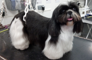 shih tzu long